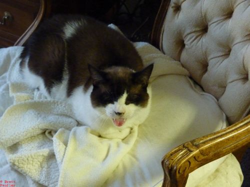 A cat, his name is Zeller, sitting in a chair, on a nice woobly, or blanky, or little bit of nice cloth, yawning, for I awoke him when I snapped his photograph, or a maybe yawning is how cats smile