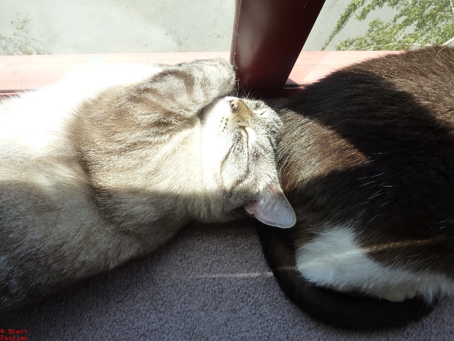 Two cats sleeping, er, um, head to toe, I guess that is what we shall call it, blissfully unaware their picture was taken, dreaming away, on a sunlit day, by an open window