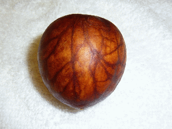 An avocado seed, the veins, multicolored brown, very nice, very soothing, like fine wood, if it wasnt natural, fools would buy stuff like this in tourist shops rather than pick up off the ground, consumerism is a weird thing