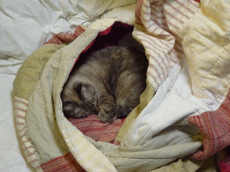 Stilleto sleeping, suppose you know if you like a cat or someone if you look at an image of them sleeping and it causes a positive reaction to rise in your heart, like that cat, so, gif progression, moving in on the sleeping cat, in my bed, upstairs by the computer, back in Walnut Creek, shed spend most of the day by me, unless the window was more inviting