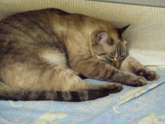 I had a standing workstation going, and stilleto would nestle in back and go to sleep, nice to have her close by, white blanket was my standing pad, leezard beach towel was there for her, back in Walnut Creek