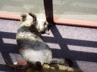 Here we have a cat, lounding in the sun