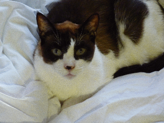 Zeller or Zellar, never quite sure, spelling not my thing, snowshoe cat in blankets, looking up at camera