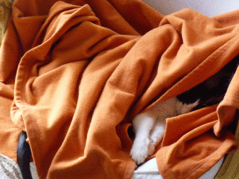 Zeller the cat sleeping under a nice warm orange blanket, only head and feet sticking out, looks cute