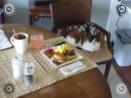 The important thing in this picture is the cat, sitting at the table, in my chair, no less, where I am about to sit down, to a stack of eggs, I believe the food is shown better in the next