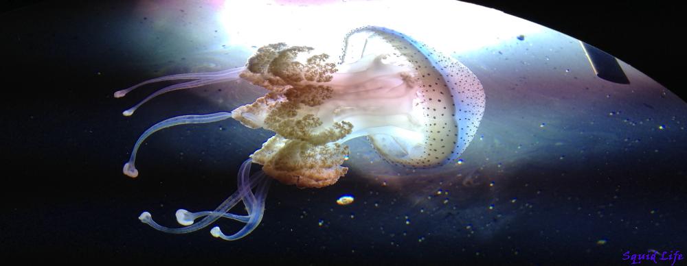 Here we have a jellyfish, perhaps my favorite representation of alien life, sure, I call them squids, but I am no biologist, its the appendages which I find cool, and in this image, the flourescent light does a subtle line dance across this image