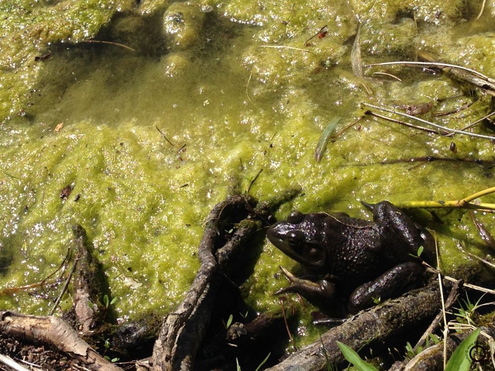 I would have never seen this little guy had the group in front not pointed it out nor the group behind if my photographic antics had not made it clear something special was afoot, even as a child, or back in the day when I spent more time outside, a frog would be a curiosity, something worthy of note, only captured infrequently