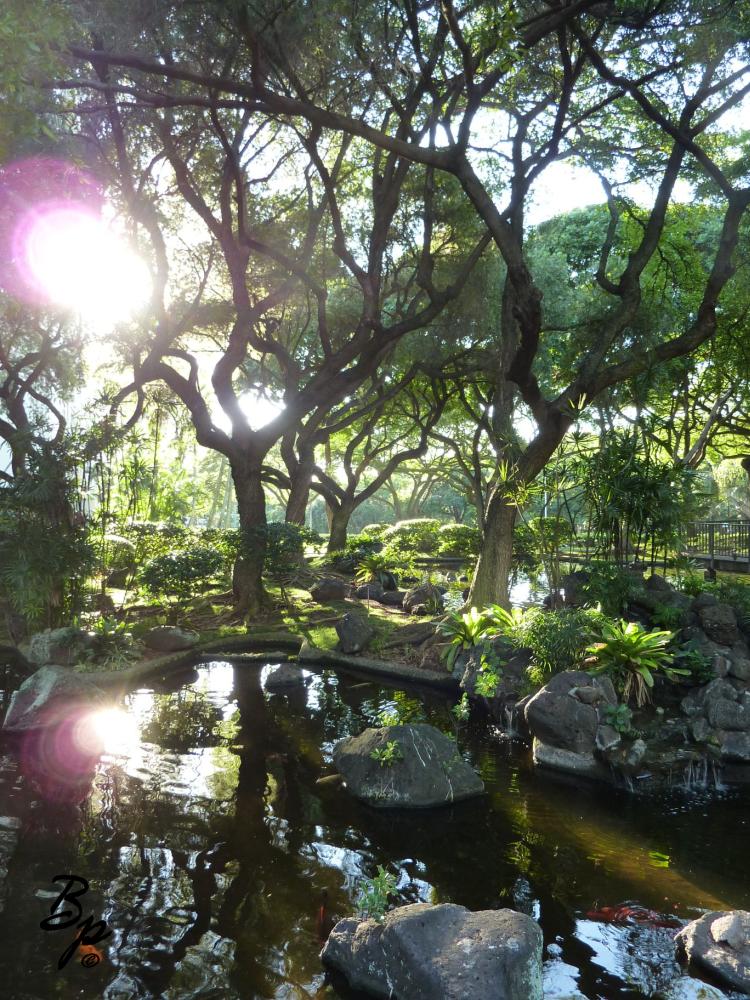 A Japanese Garden, the sun shining through the trees, pond below, fish pond, lots of moss, greenery, and reflections, one might easily imagine this being located somewhere within The Garden of Eden, this image is also from Hawaii, the one before was not