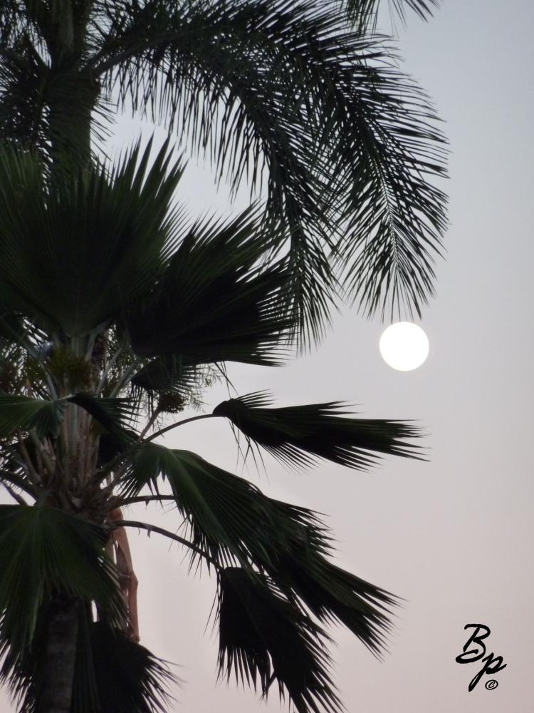 Another picture from that tropical paradise that is Hawaii, this one of the full moon, peaking from behind a palm tree.  Of course, it could have just as easily have been the sun on a voggy day