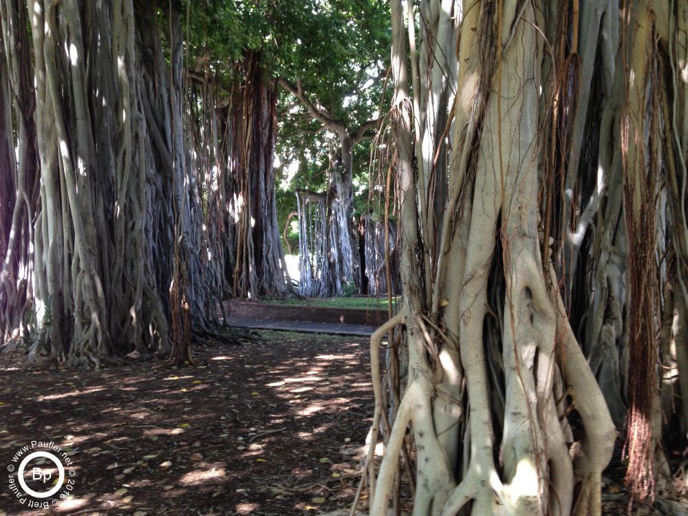 balboa trees, really like those intertwining tree trunks, you have heard of an army of one, well, this here is a forest of one