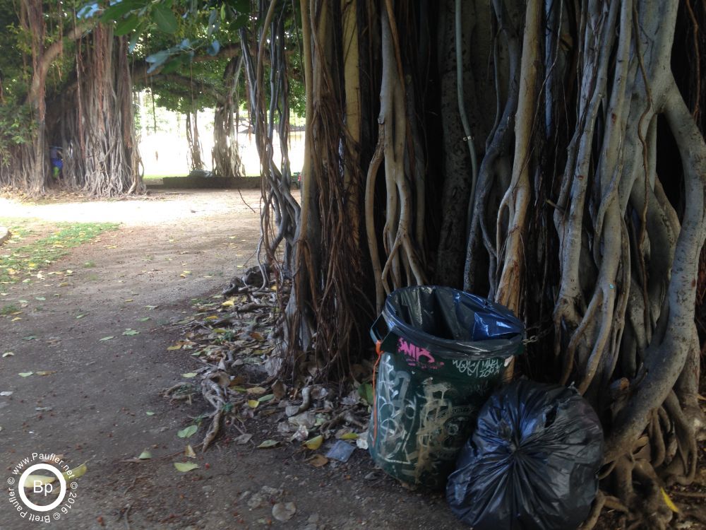 another balboa, this time a highlight of the garbage can kept at its base, yes, my life purpose is to provide shade while folks throw their beer bottles out, such is the life of a tree in the park