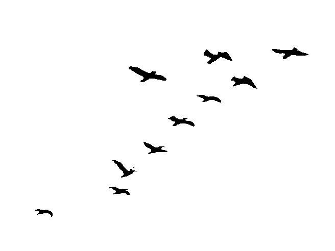 The Birds Play Pinoccle Up Your Snout, dont ask, dont tell, thats my motto, just the black white outline of a flock of birds I saw while walking on a coast trail, similiar to those before