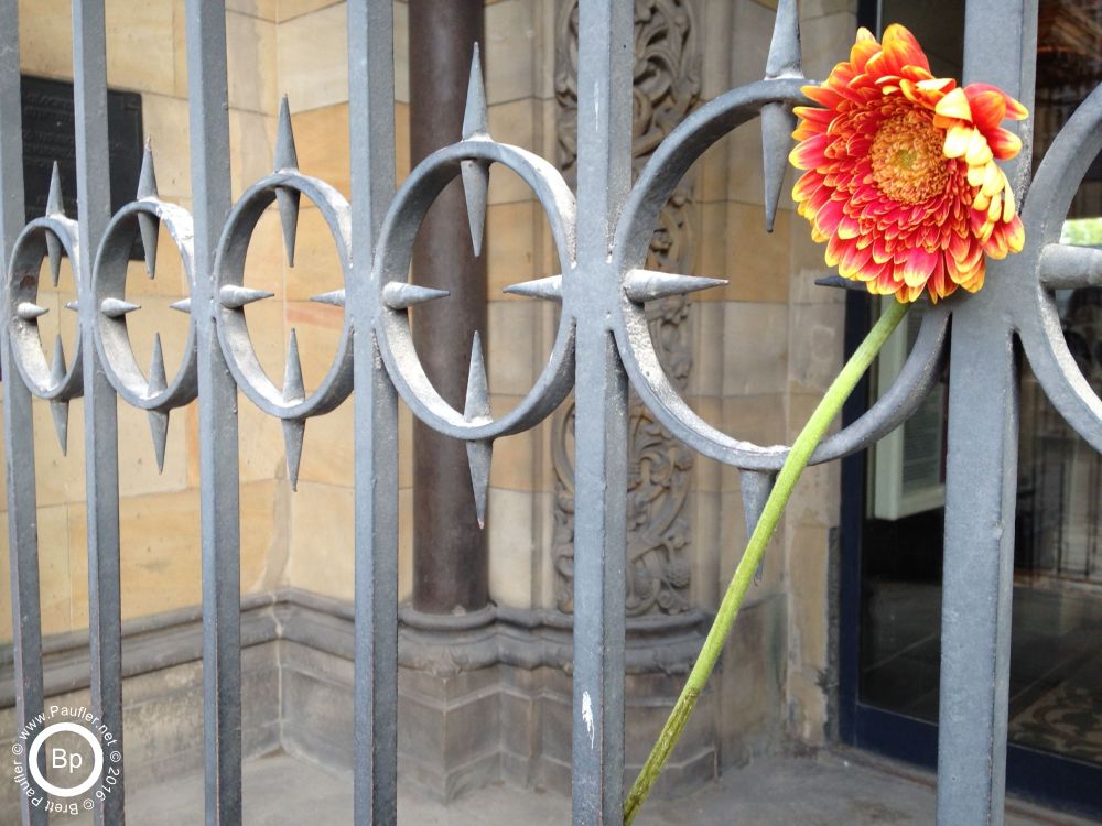 This is a flower stuck in an iron gate, taken outside that bombed out church in Berline Germany, just like the picture, perhaps some witty remark about opportunity being mixed with... freedom slavery, ugly beauty, that sort of thing, guess I do not much feel like rambling on so much, my dad died just the other day, so, a little mopey to be sure