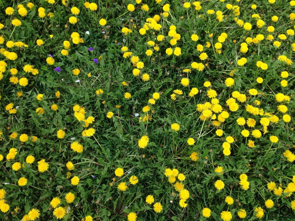 The first twelve images are all of dandelions, basically four separate groupings of three, though I am not sure if the last two groupings were all shot at the same time or place