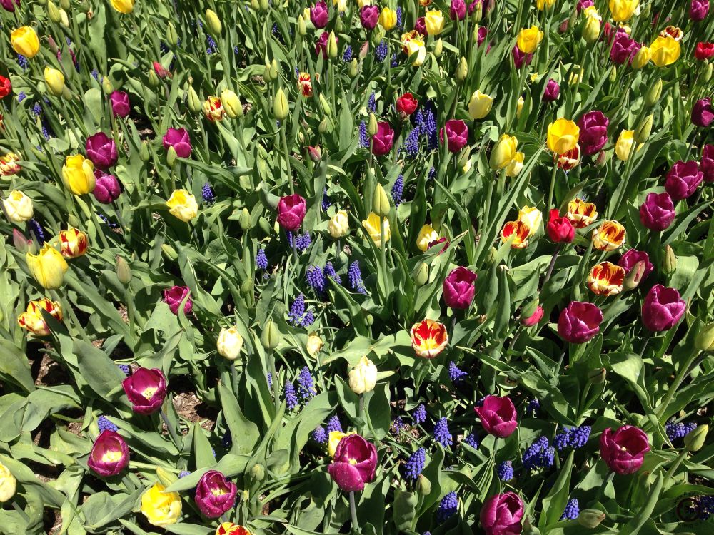 Hmm, a flower box, but where, let us guess it was the Chicago Arboretum