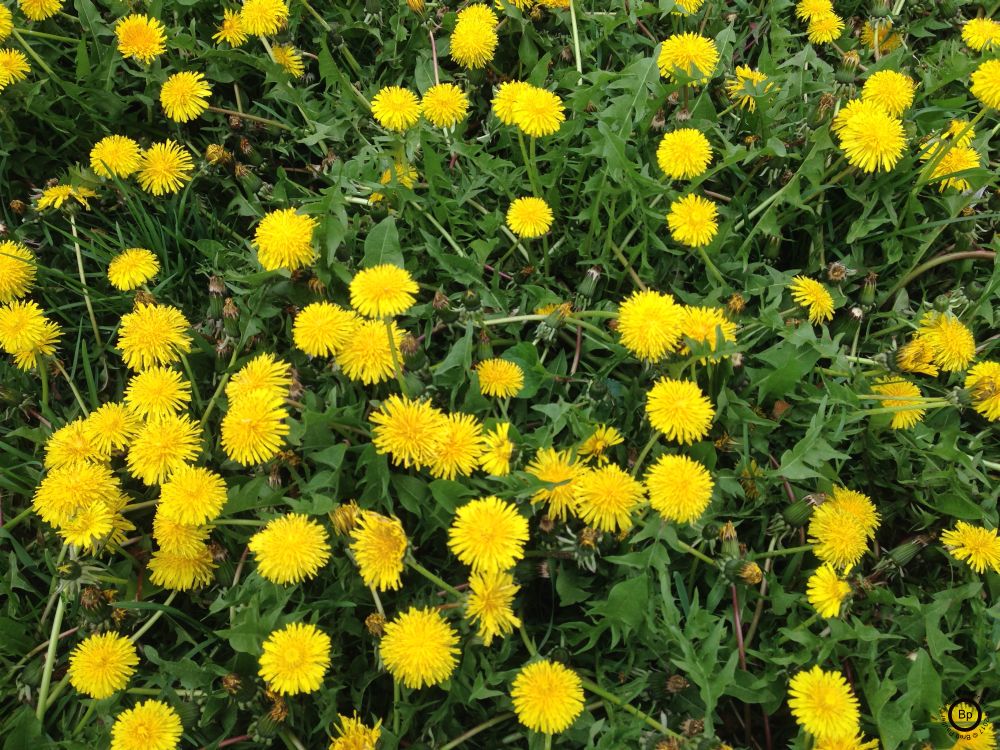 This is the first bloom, all yellow, quite dramatic, a full field of them, maybe an even acre, all out in the open blooming at once, quite dramatic