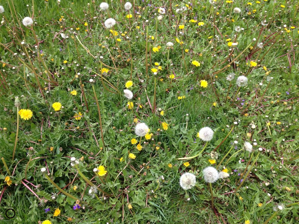 I had the hardest time remembering that they were called dandelions, in fact, I always found myself going through the same mental steps, cannot remember what I knew was wrong, knowing it had to do with that writer guy, farenheit, ray bradbury, and then, dandelion wine