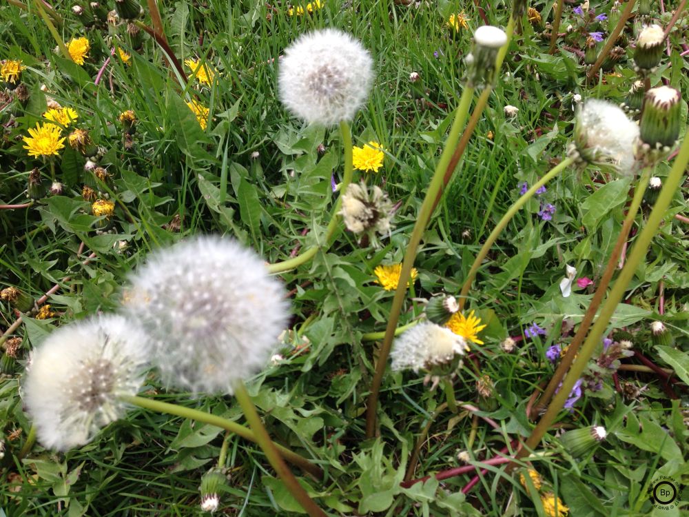 I like the idea of dandelion wine, though I doubt I will ever make it, however, I can see it as a saying for bringing in the spring, dogwoods in some parts are the first to bloom, here dandelions were