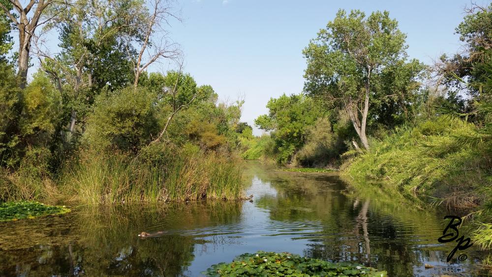 A few years back there was an eclipse, and I went to a wilderness area I had never been to before to experience it all, there was a dirt bike park nearby, so that might help placing the place, it is a nice body of water where there is not much water, a dog is retrieving his bone to the lower left