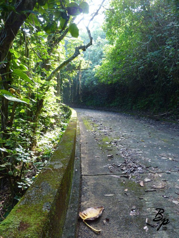 The Old Pali Highway, it is a nice moss lined road overgrown with jungle trees