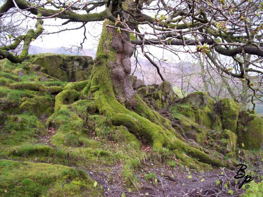 the bottom portion of a tree, growing in a hillock, or the top of a hill, these were big hills, edging on mountaints, so foothills, I am going to guess that Verde Grun precedes this, but I always imagine something alone the lines of this tree when I imagine Verde, a haze shrouded hill in the distance, this is all about the moss, blanketing the tree (ever so lightly) along with the trunk (guess which way points south), but the roots and ground are a carpet of the stuff, so nice, so soothing, I adore such moss covered forests