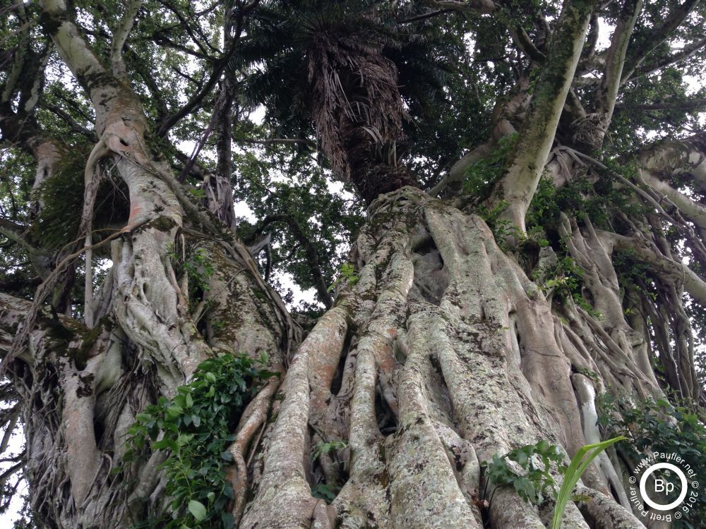 tree trunk of the balboa variety... but if you cannot see, that hardly suffices, so a balboa is a tree that grows many trunks, trunks that come down from the branches, reach soil, and grow back up, hundreds and thousands of thinner trunks, coming together to form trunks, that would be the envy of Christopher Robin or Robin Crusoe