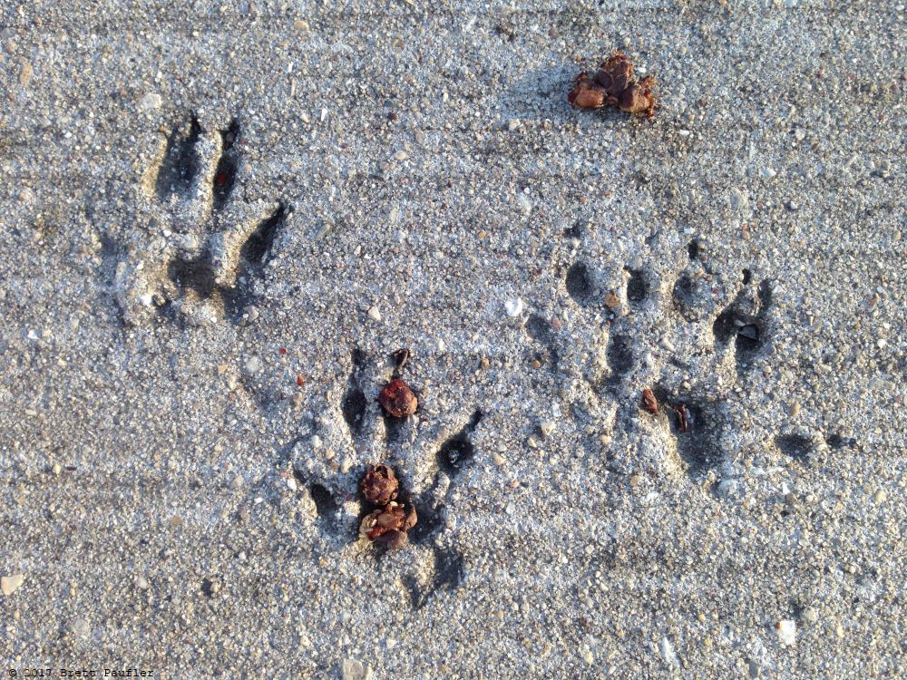 Squirrel paw prints in concrete, some filled with seeds, acorns, and the like