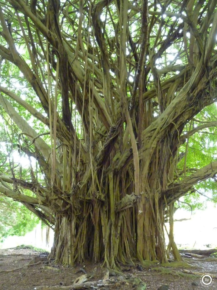 Banyan tree, from Rainbow falls on the Big Island of Hawaii