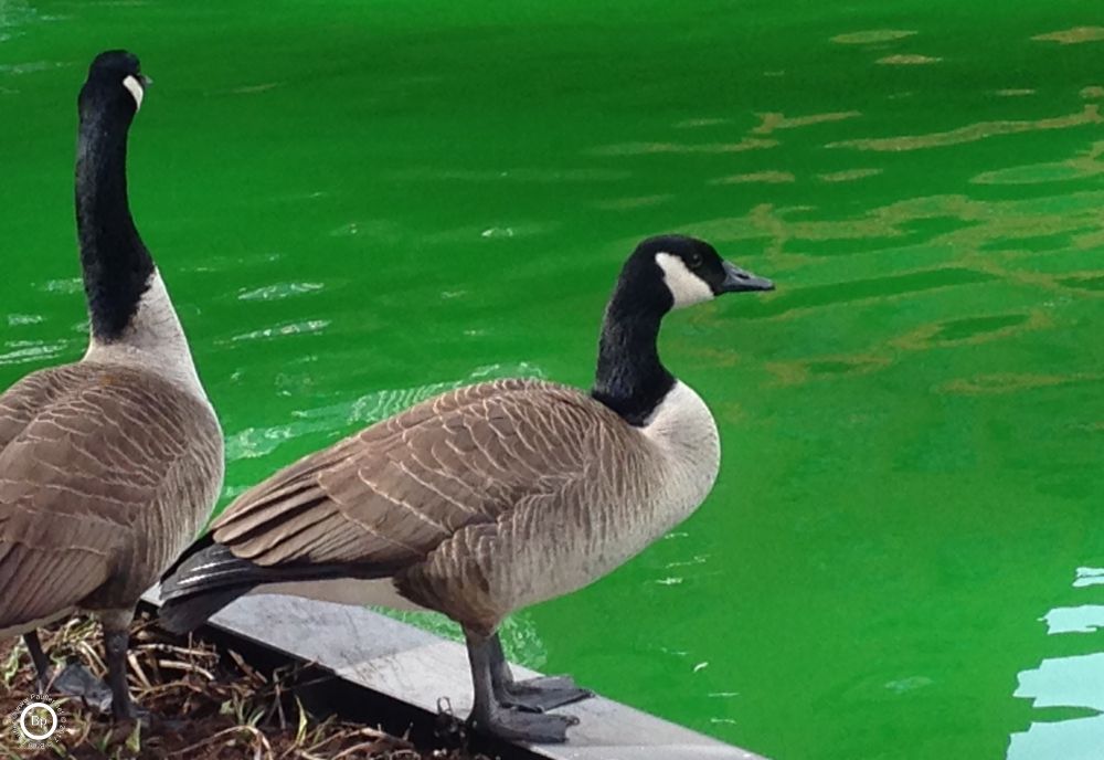 I call them ducks, but I think they are geese, two geese looking out at the green river, I doubt they think much of anything of the green water, probably looks tasty, algae is green, after all