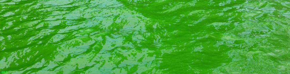A close up of the surface of the Chicago River from when they dyed it green on St Patricks day, so green watery waves