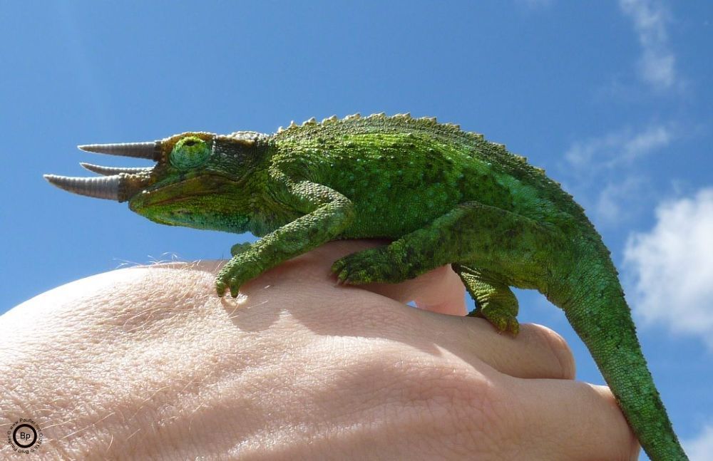 A Jackson Chameleon as found on my hand