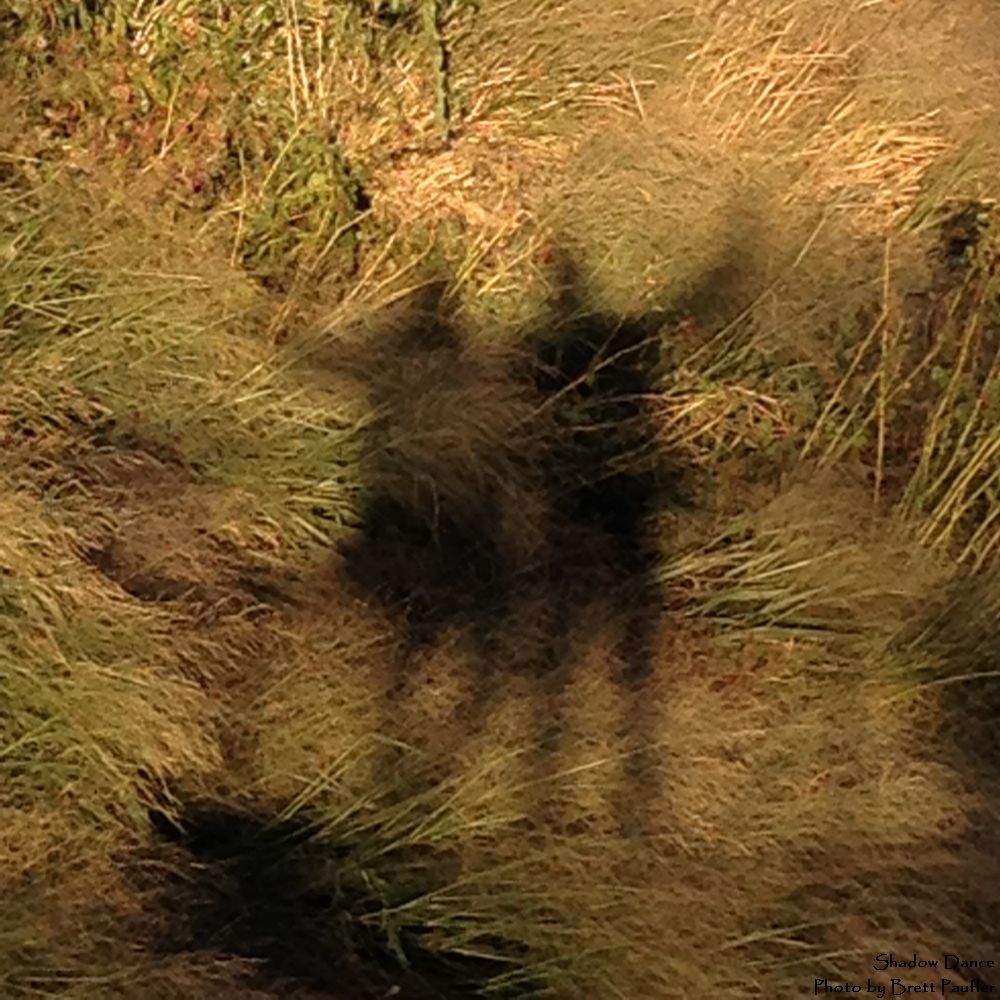 fuzzy image of grass, shadow of pair wave
