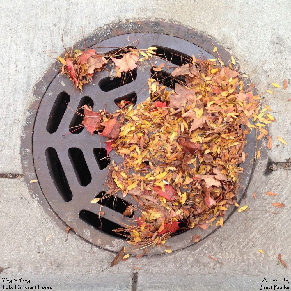 I am drawn to the same type of image over and over, manhole covers would be one of the objects that catch my interest, in this image, we have a round storm drain half filled with leaves, it is not so very Ying Yang, but then, it is close enough