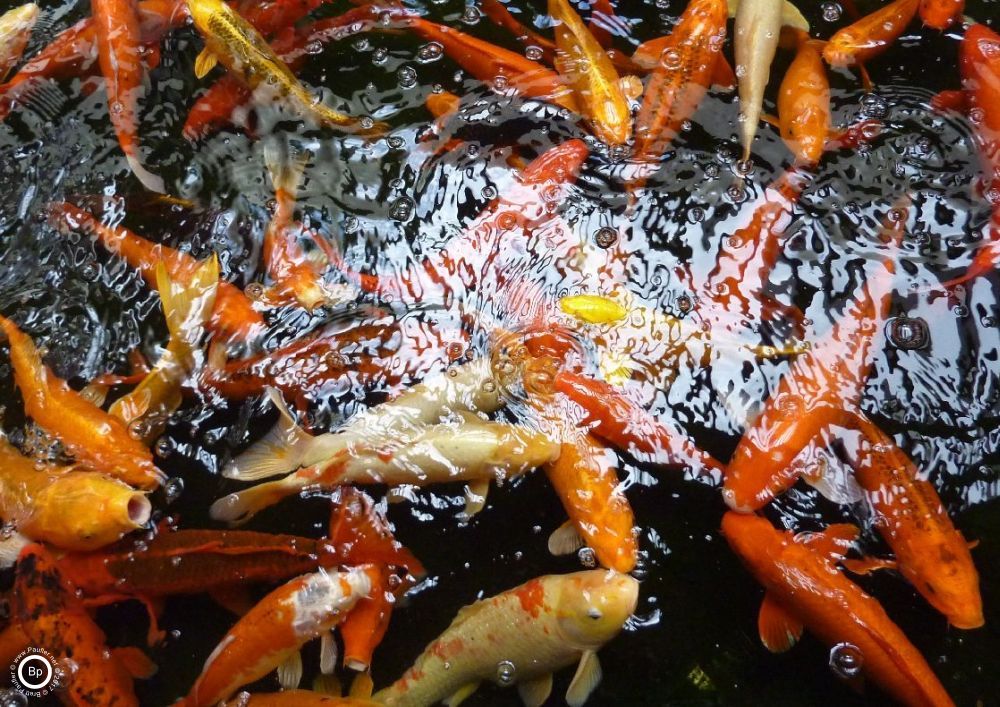 Koi in water, a type of colourful goldfish type creature, maybe a foot long, swarm of them, reflection of bright light in center