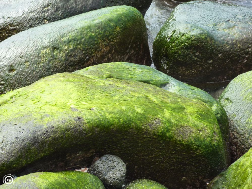 Moss by the Ocean, very pleasing to me, moss on rocks