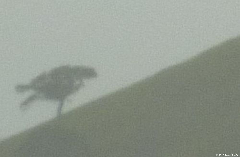 Image of Tree on hill in fog, couldn't tell you if camera was at an angle, or this is a hill, images is greatly enlarged