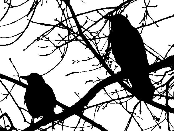 Same black white filter as above on all the images that follow, two birds in a tree