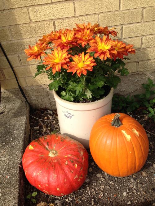 These next four are all of more or less the same thing, taken sequentially in time, weeks apart, they include a pot of flowers and two pumpkins, here the pumpkins are whole