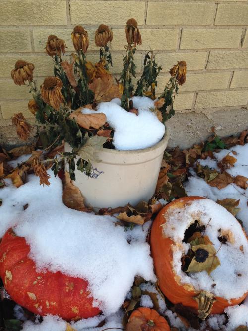 the snow storm comes, the Pumpkin Fairy comes inside, and the pumpkin display is covered in snow