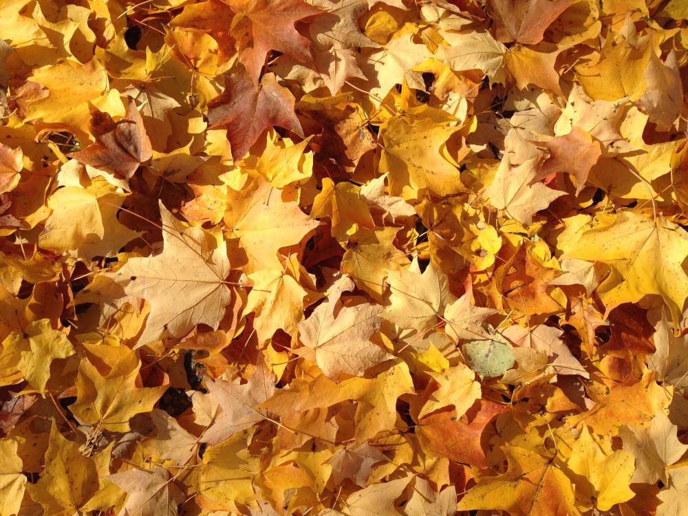 These are the Leafs from my favourite Fall Time Tree, this year, the pageant lasted less than half a week, as the rains came, or was it the snow, and almost as soon as the leafs on this tree turned, they fell to the ground