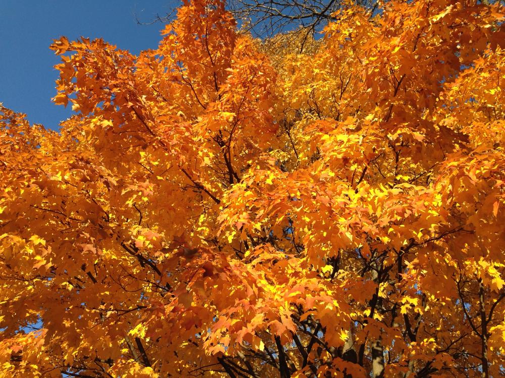 The Leafs in the Golden Tree, this from the prior year, a shot on a sunny day, looking at the broadside of the tree on that one day a year when it glows