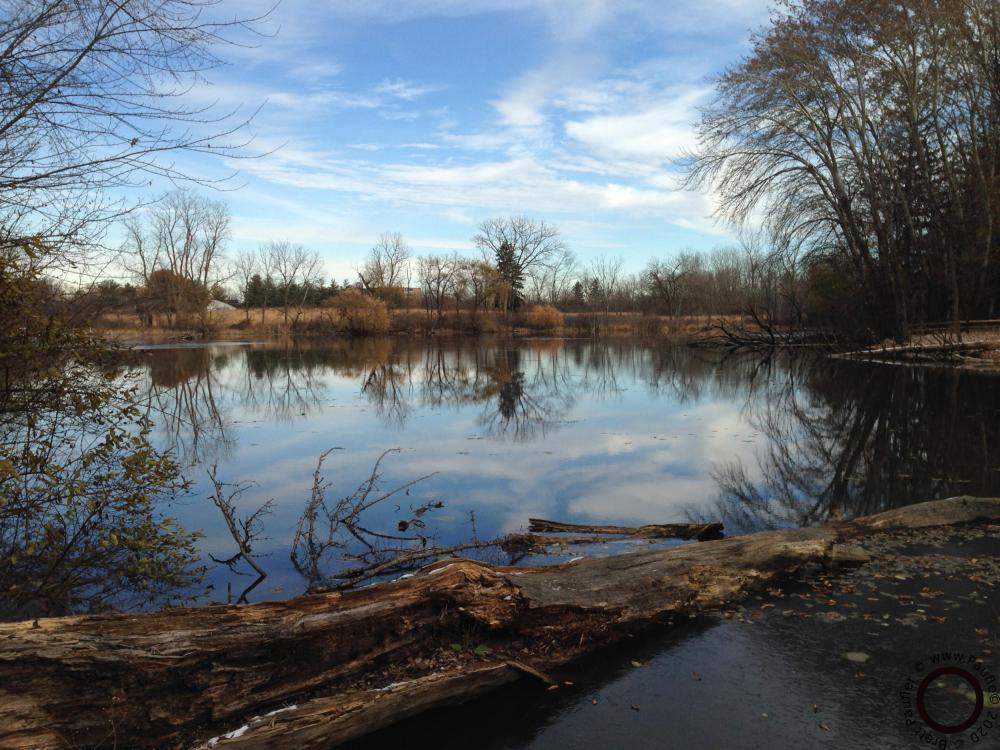 It is a nice view overlooking a pond, late autumn, early winter, the clouds reflecting nicely off the water, a large log deadfall front and center, the entire image bracketed by trees