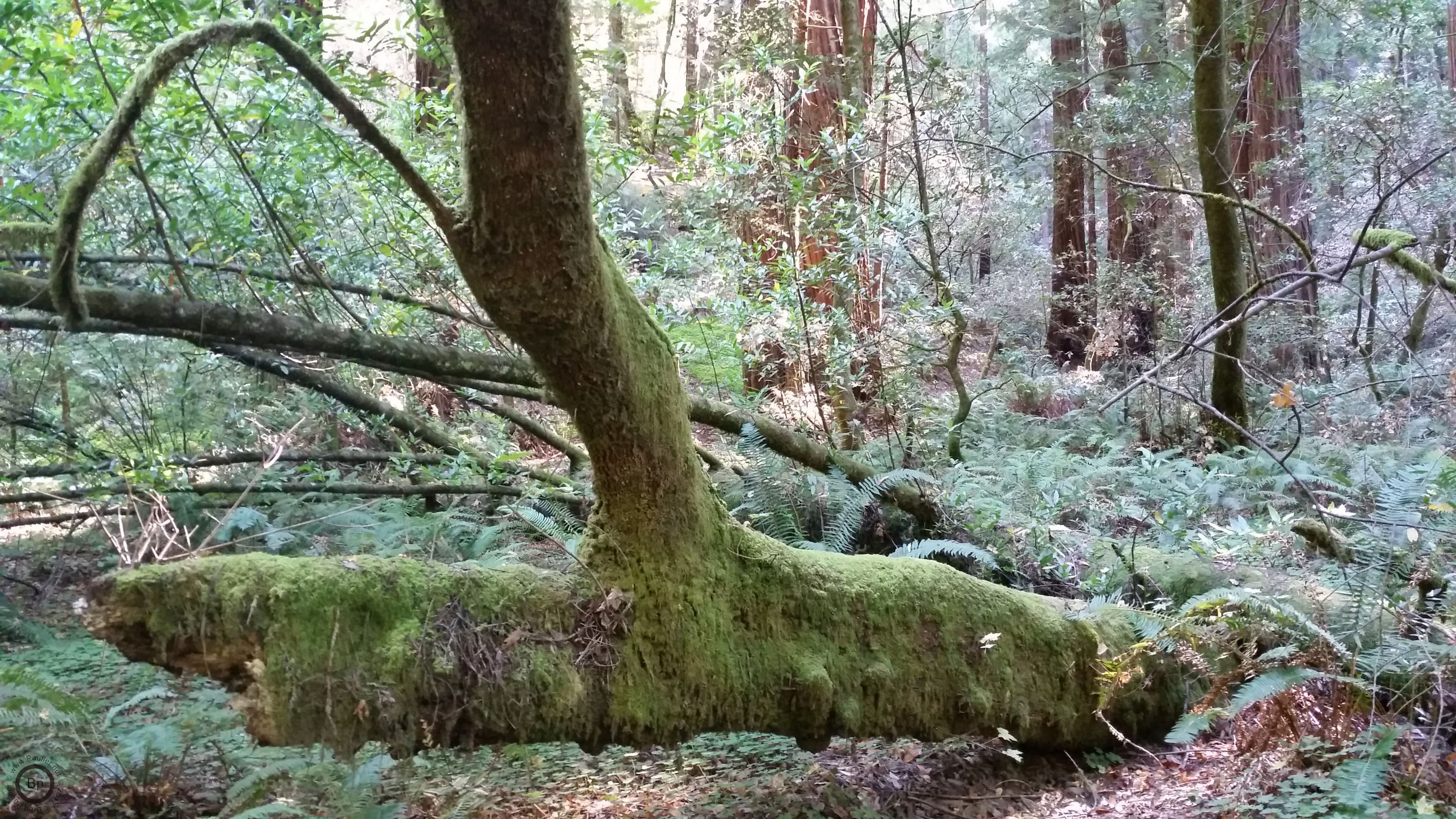 A tree fallen over, I could not tell you if it was still alive, it is covered in moss, and the forest floor extends beyond, sloping up a hill