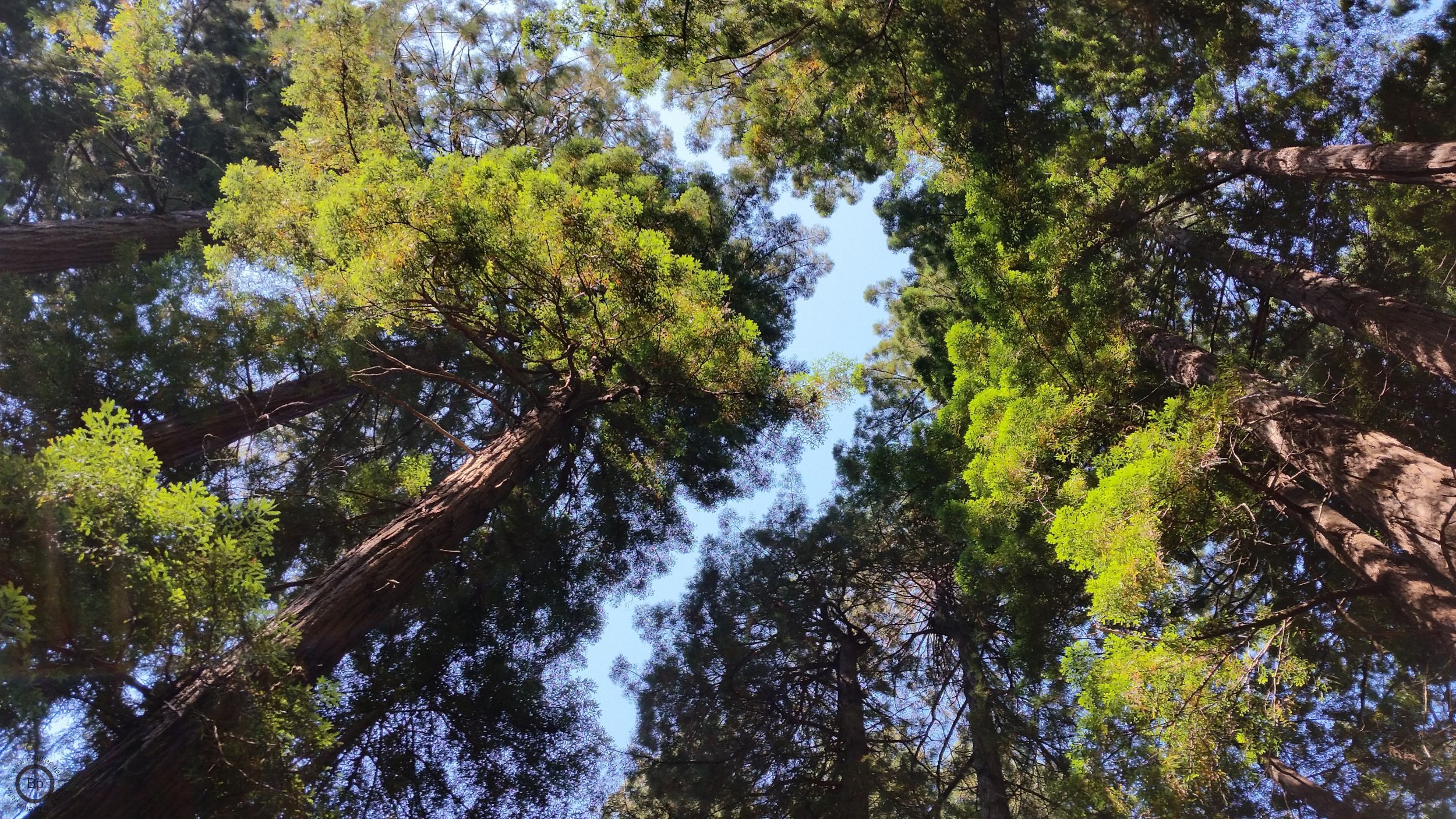 Muir Woods 2017, summer, this is a view looking up at the treetops, I took lots of panoramic images, panning from top to bottom, but in the end, I did not care for any of them, fun to take, but not the images I was looking for, the green in the trees is quite nice in this one, it is why this image beat out the others like it