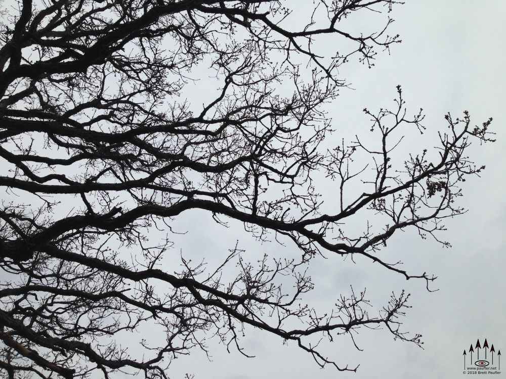 Early Spring the End of Winter, looking up at an overcast sky, branches not quite budding out, a rather forlorn look to the tree, the branches in the sky