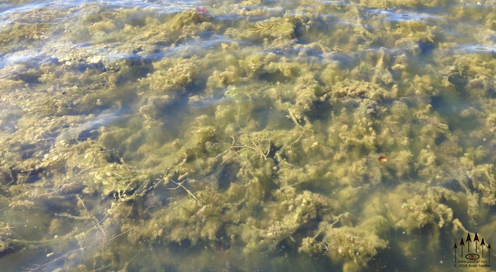 Some nice lagoon in which the edge was overgrown with a seaweed sort of plan, in real life, the undersea plant flowed back and forth with the rippling waters, here, we have shades of green, as a child, it would have been fun to play in, as an adult, I have not the slightest desire