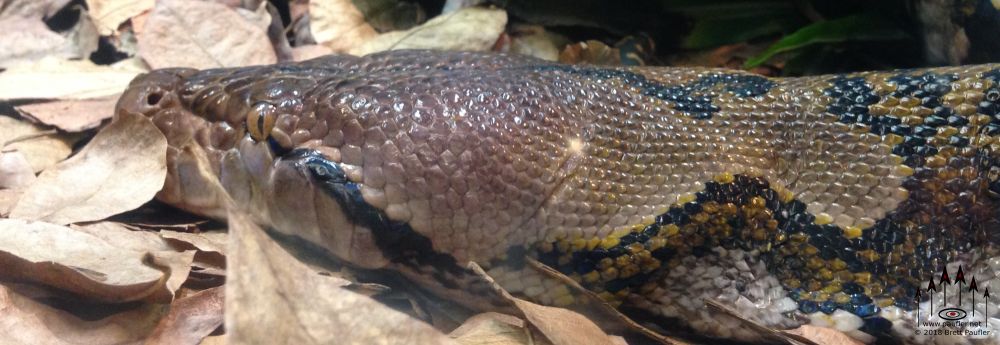 I was at some zoo and took a few pictures, not as many as one might have thought, I think this was the only one that I kept, it is an image of a snake, a close up of the head, lying in dry leaves, probably a python, thicker than a mans arm, even this close to the head