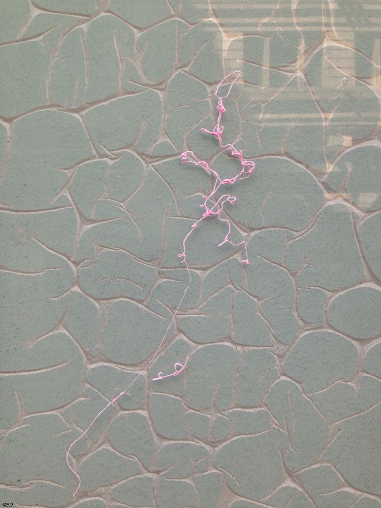 This was a storefront window, covered during remodel, reconstruction, the paper makes a cellular pattern, pink silly string or so I presume, with archetectural structure reflected in glass