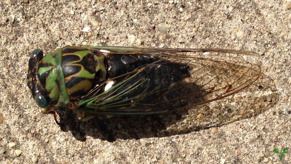No, it is not, but close enough for government work, it is a cicada or some other insect type, not a bad close up, if I do say myself