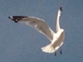 A seagull in flight